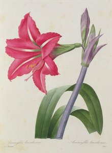 Amaryllis bresiliensis (amaryllis brésilien), gravé par Victor, de 